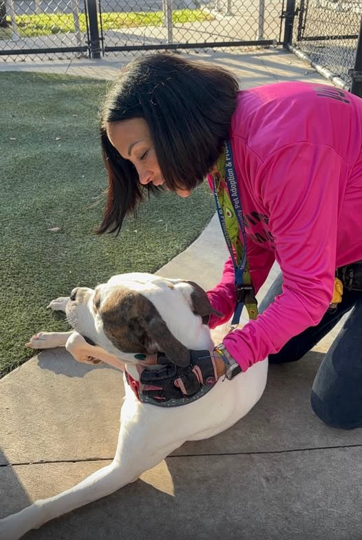 Miami-Dade County Animal Services Volunteer of the Year Ana Tainna Shepard goes beyond the call of duty