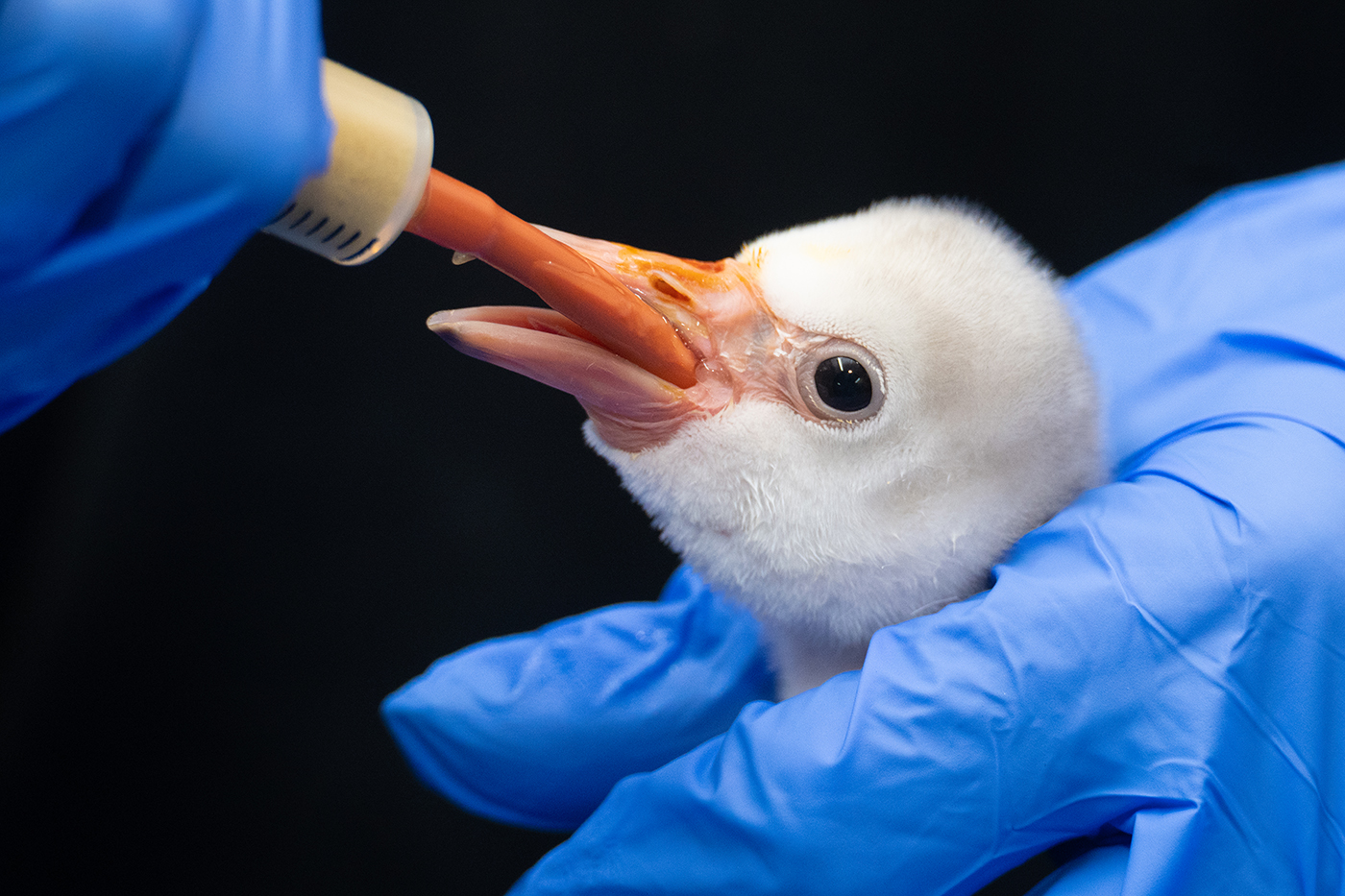 FLAMINGO HATCHES AT ZOO MIAMI!