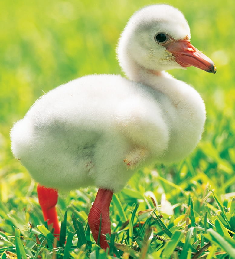 A Caribbean flamingo hatched at Zoo Miami