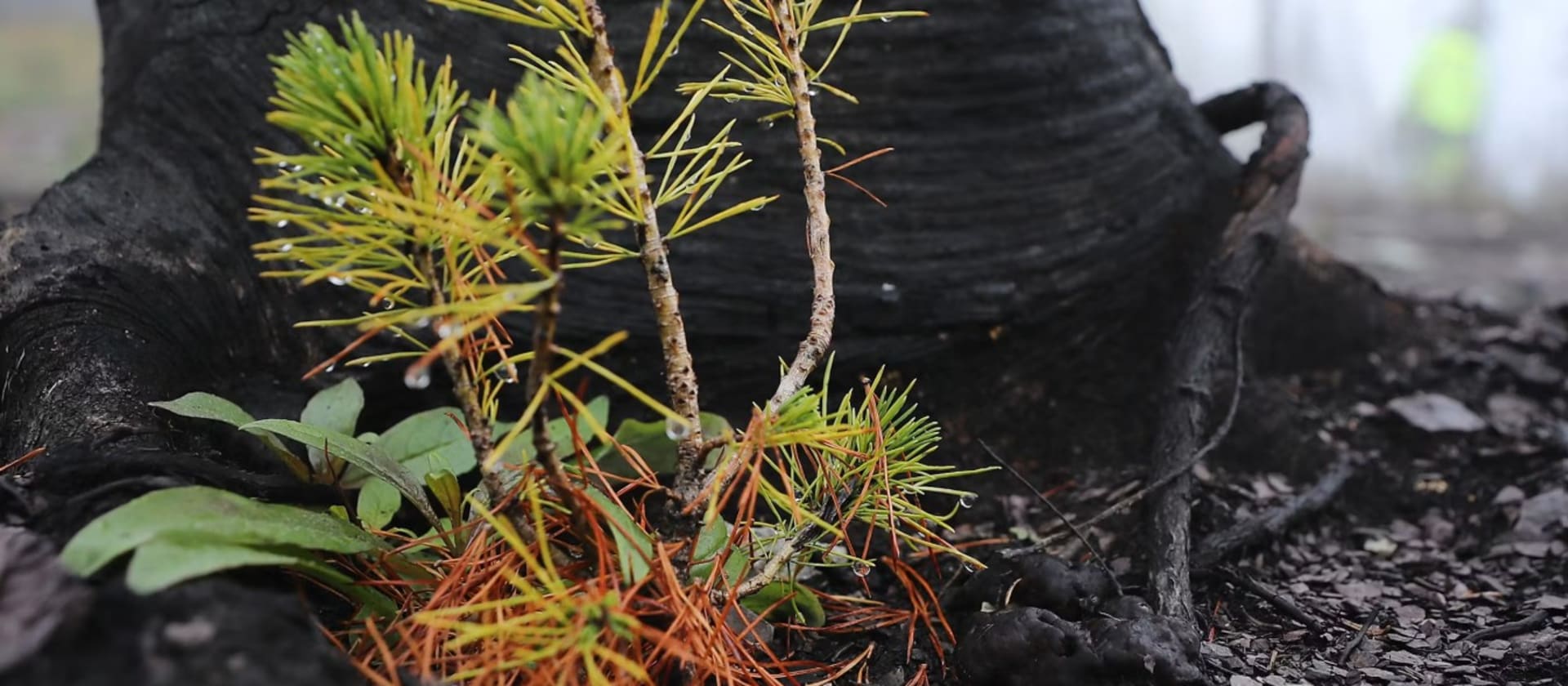 Life after death: From burned trees to bleached corals, how dead organisms live on as the building blocks of new life