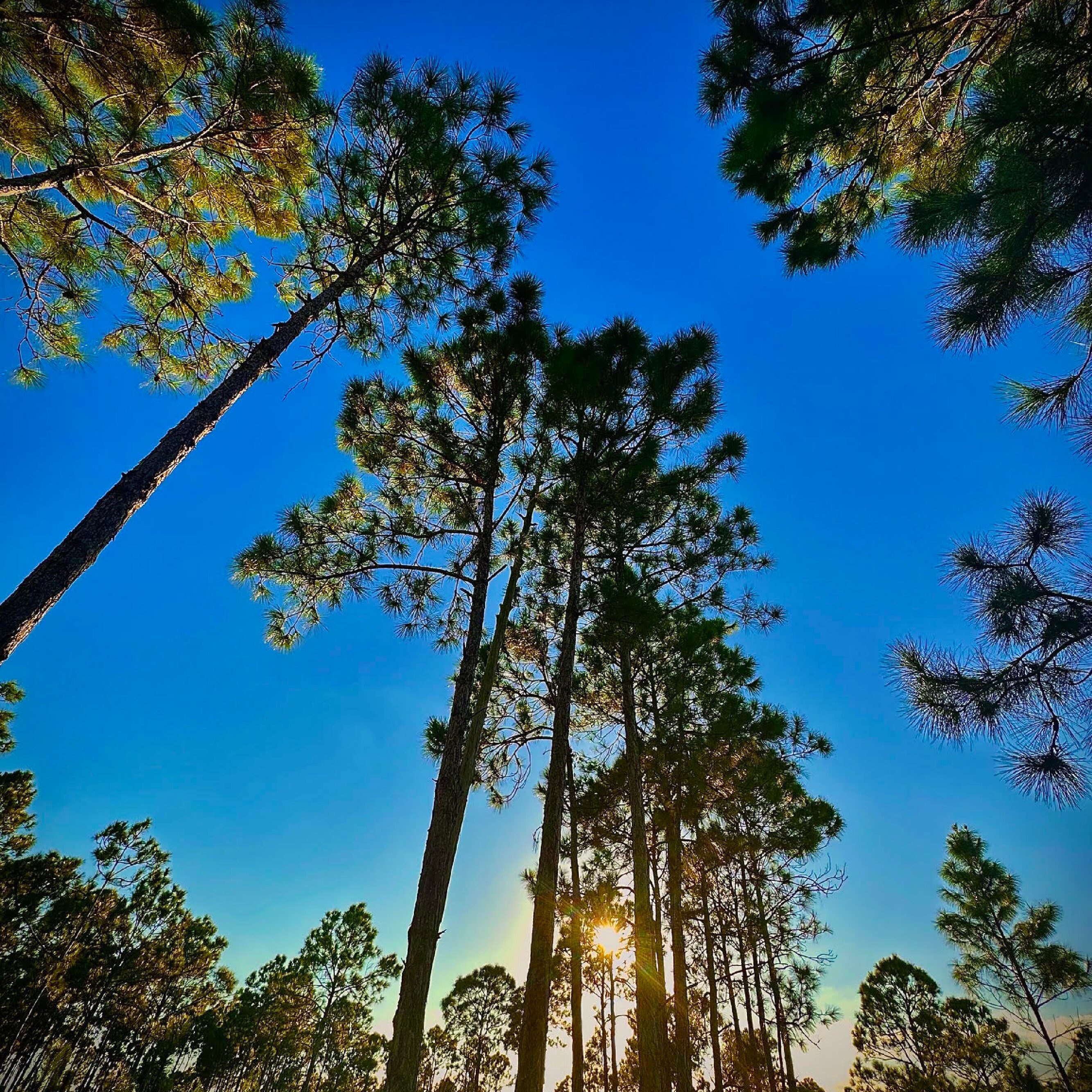 Miami-Dade Receives $925,000 Donation for Critically Endangered Pine Rocklands
