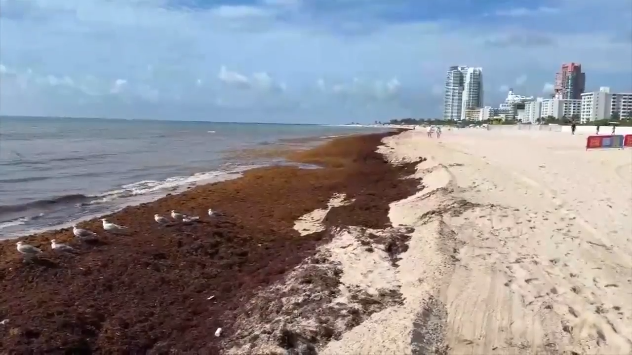 Seaweed build up across South Florida beaches, keeping people out of water