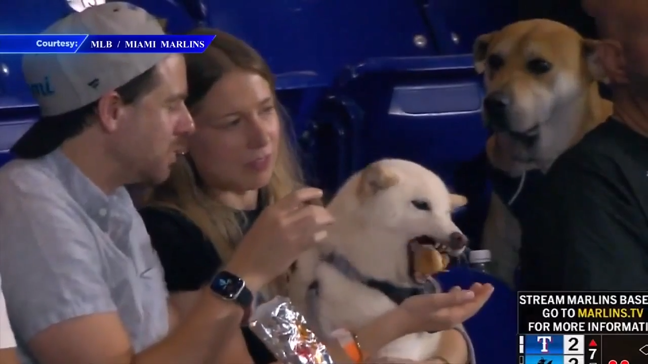 Jealous dog caught drooling over other dog’s hot dog at loanDepot Park