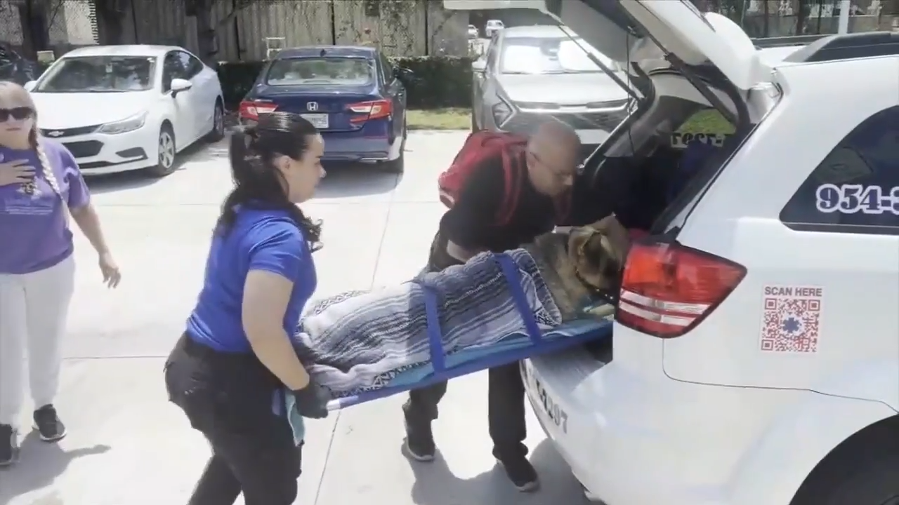 South Florida animal rescue group steps in to aid abused German shepherd