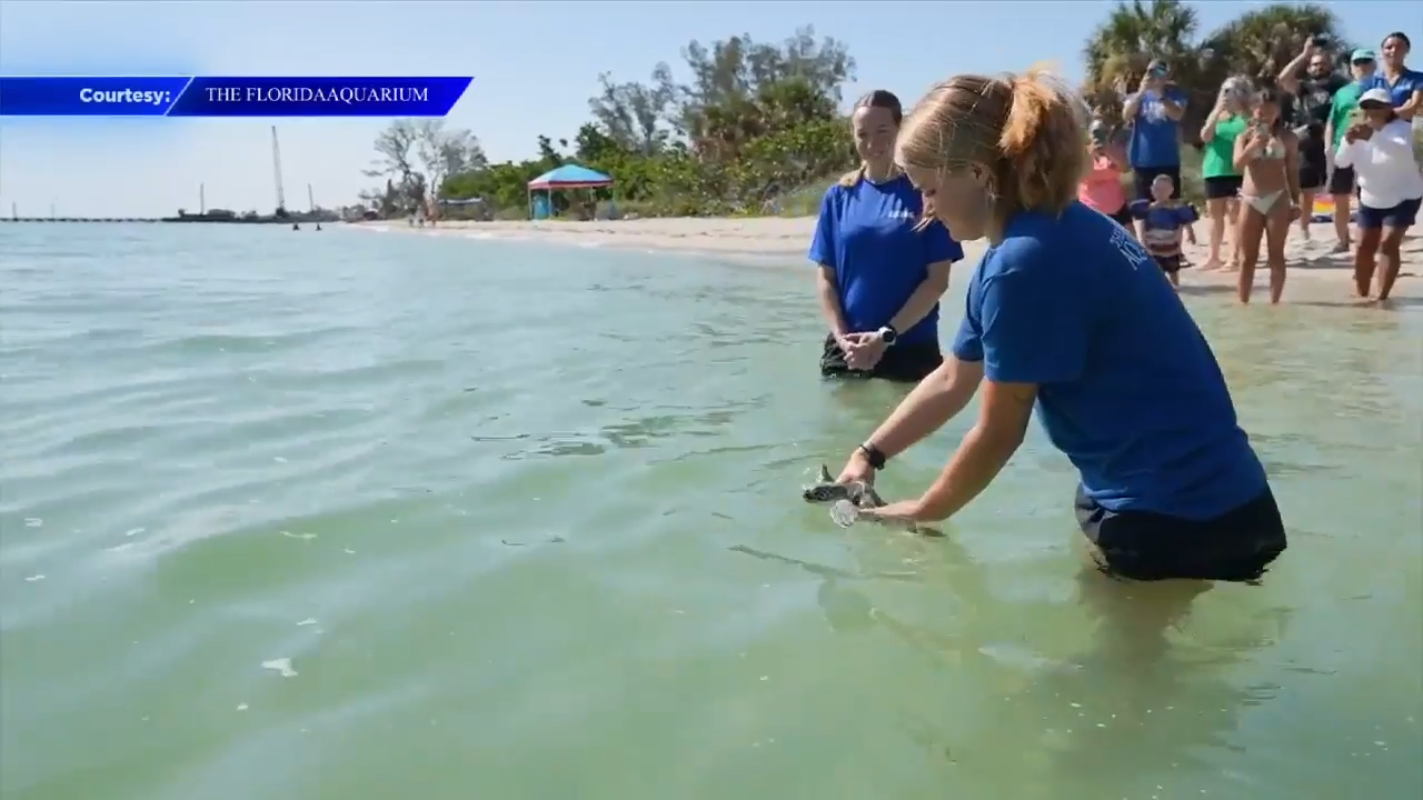 Sea turtle released into wild after long road to recovery, support from The Florida Aquarium