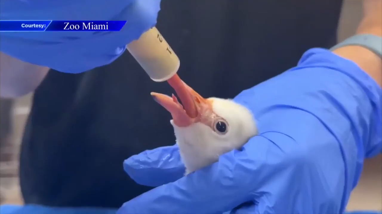 Baby flamingo debuts at Zoo Miami after 28-day wait