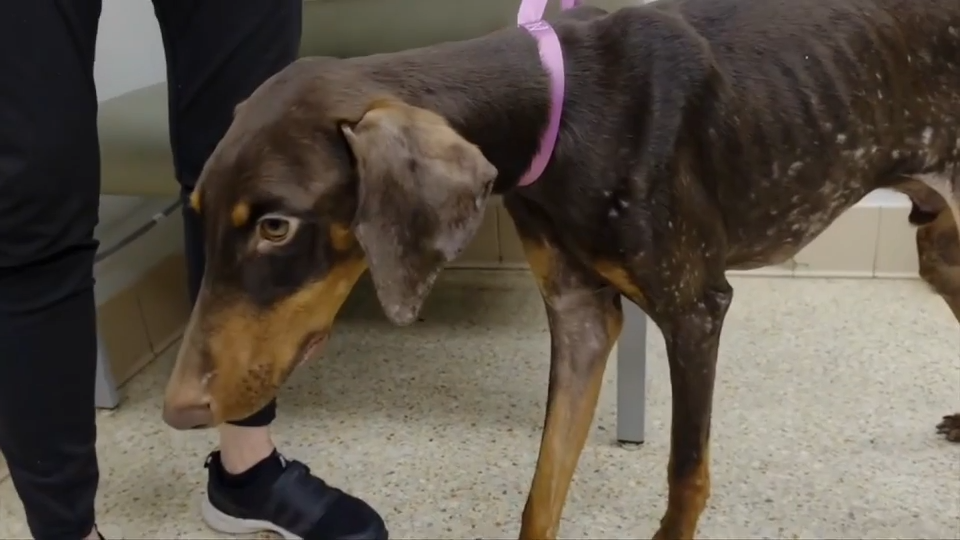 Malnourished Doberman rescued in North Miami Beach begins road to recovery