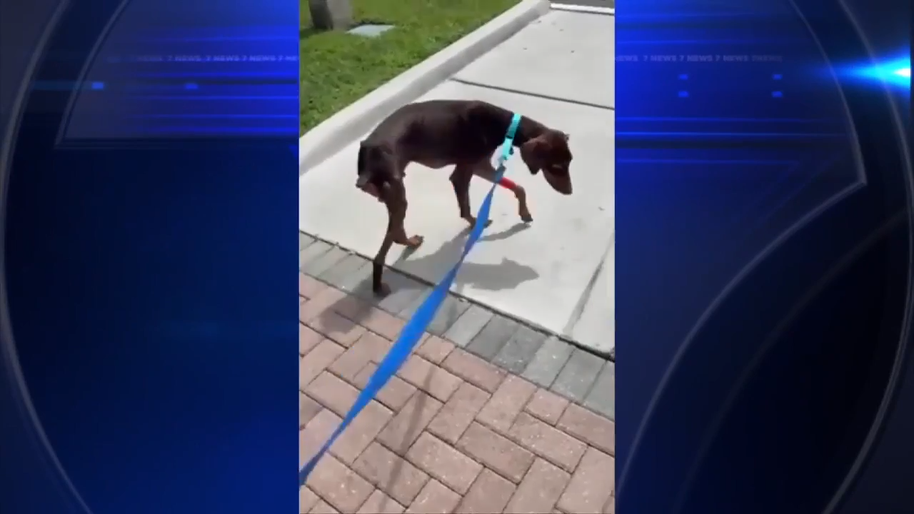 Absolute Legend: Doberman found malnourished in North Miami Beach released from hospital amid recovery