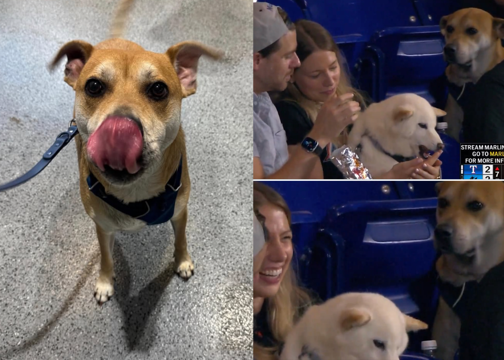 Miami Marlins find the viral pup who just wanted a hot dog