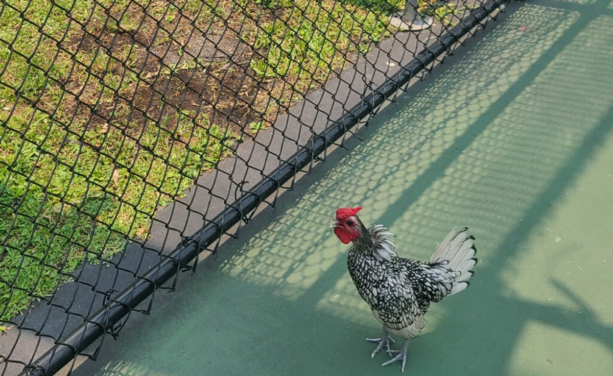 Pickles the rooster, South Florida pickleball mascot, is missing