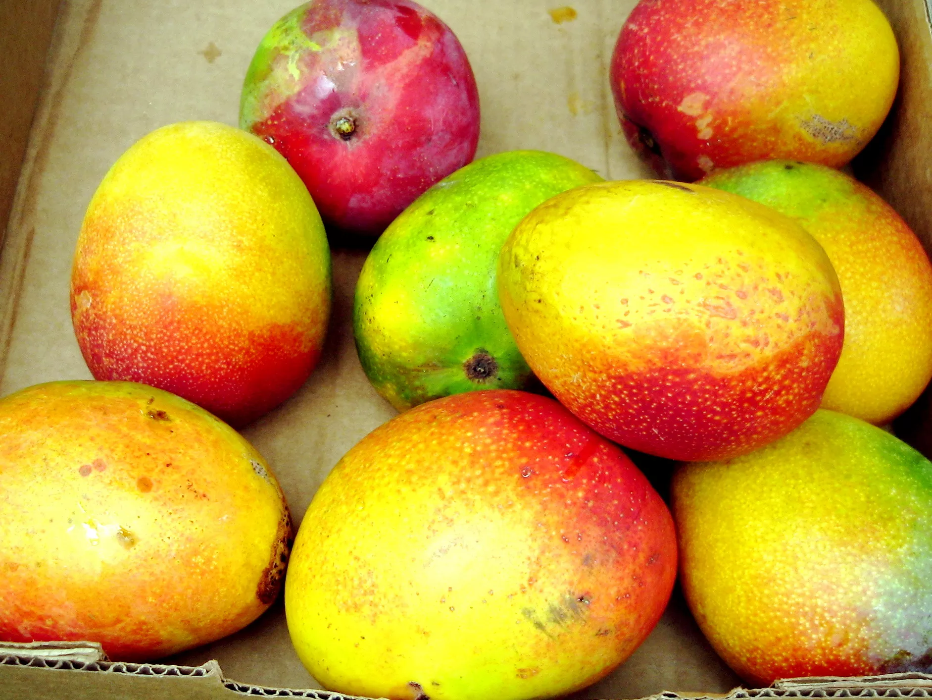 Is It Legal to Pick Mangos off Your Neighbor’s Tree?